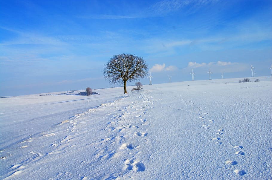 leafless tree on snow coated floor, Winter, Icy, Cold, White HD wallpaper