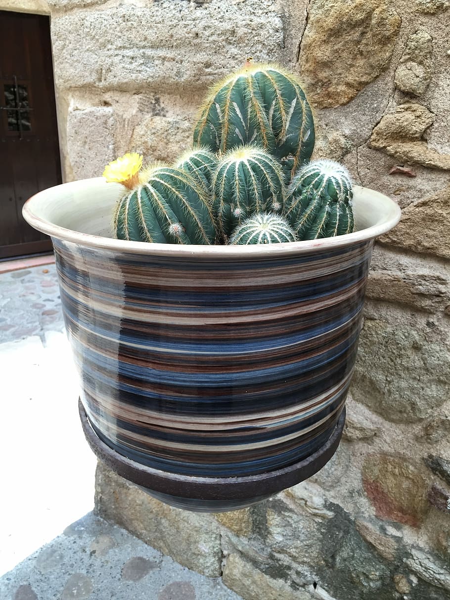 Cactus, Pottery, Garden, day, bowl, no people, close-up, outdoors, HD wallpaper