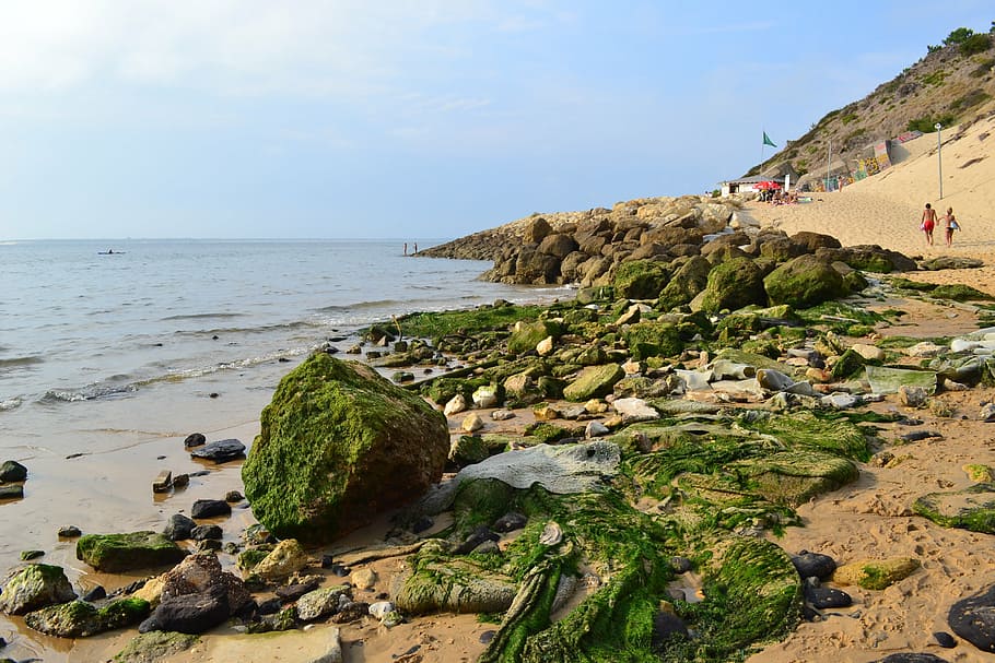 algae, atlantic coast, ocean, beach, france, landscape, seaside HD wallpaper