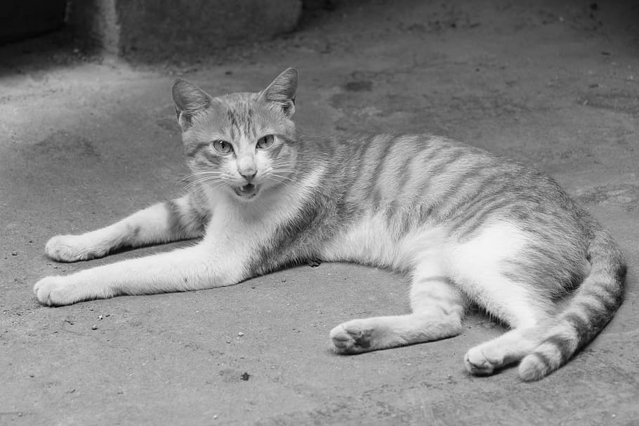 cat, kitty, small fresh, domestic Cat, animal, pets, feline HD wallpaper