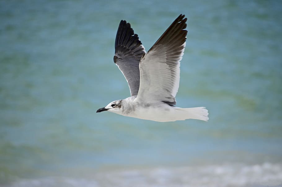 white seagull flying over a body of water, untitled, bird, flight HD wallpaper