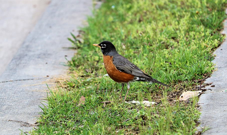 robin, spring, bird, nature, wild, outdoors, animal themes HD wallpaper