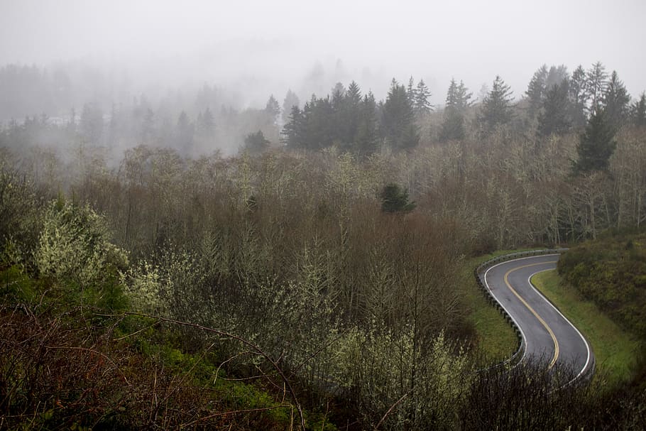 Road, Fog, Forest, Fall, tranquil scene, tranquility, nature HD wallpaper
