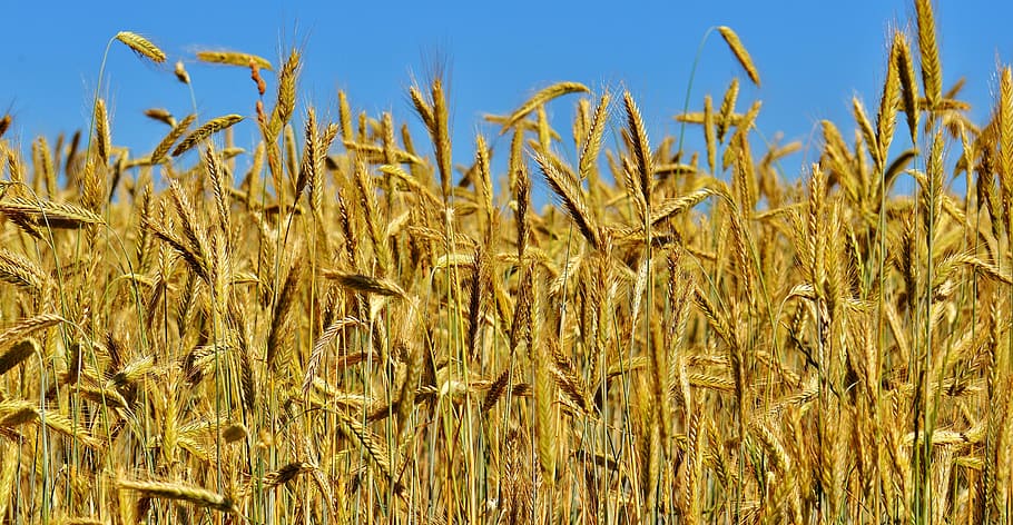 brown grassfield, Cornfield, Nature, Spike, summer, landscape HD wallpaper