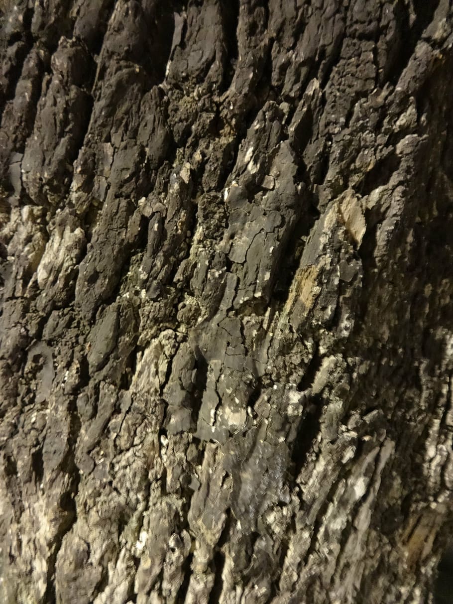 bark, wood, tree, textured, backgrounds, full frame, close-up HD wallpaper