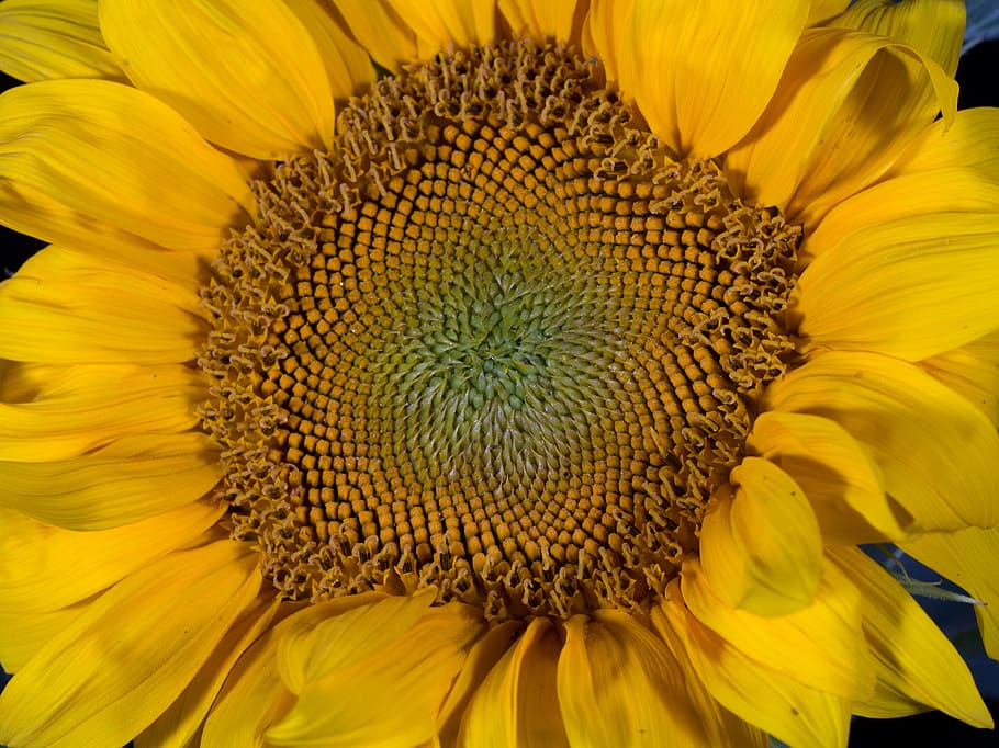 flower, macro, sun flower, yellow, flower head, flowering plant HD wallpaper