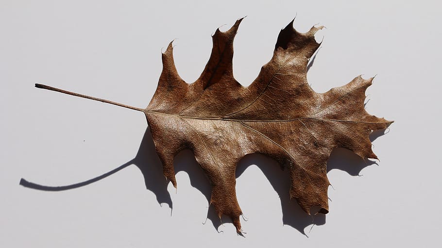 leaf, brown leaf, fall, autumn, plant, nature, fall leaves HD wallpaper