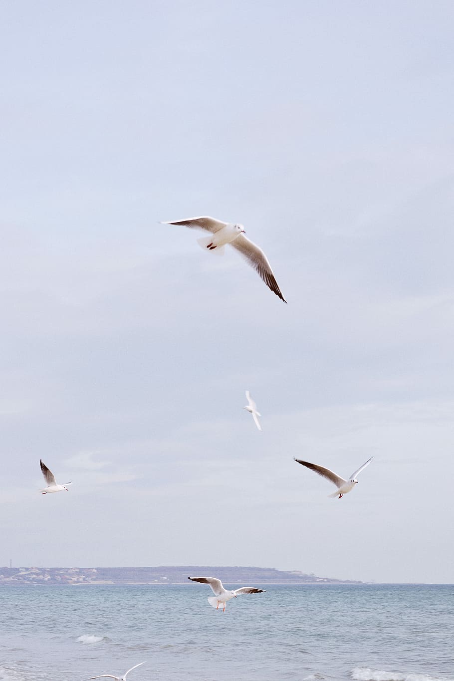 white birds flying above the sea, selective focus photo of flock of seagulls flying above large body of water HD wallpaper