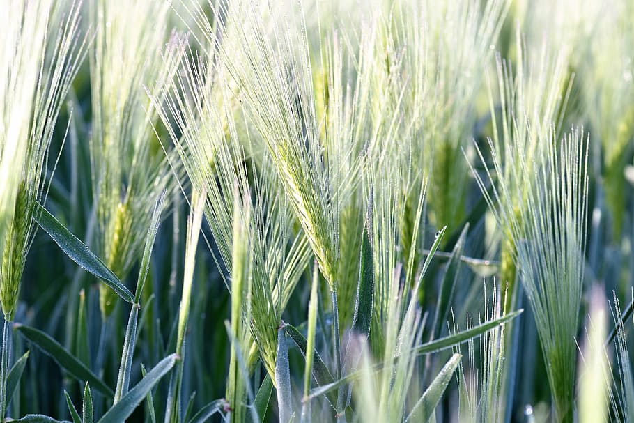 Wheat, Field, Winter Wheat, Wheat Field, arable, spike, cereals, HD wallpaper