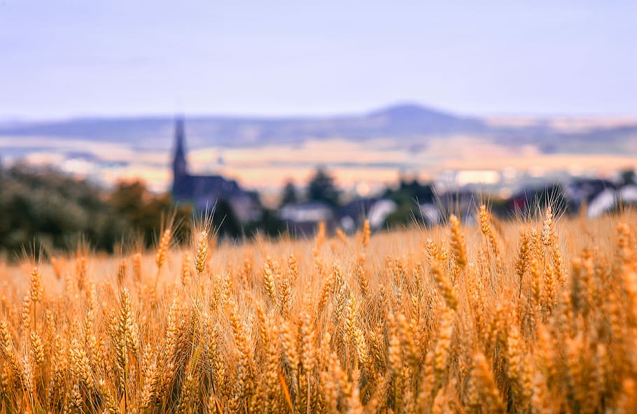 brown grain field, landscape, nature, cornfield, village, church