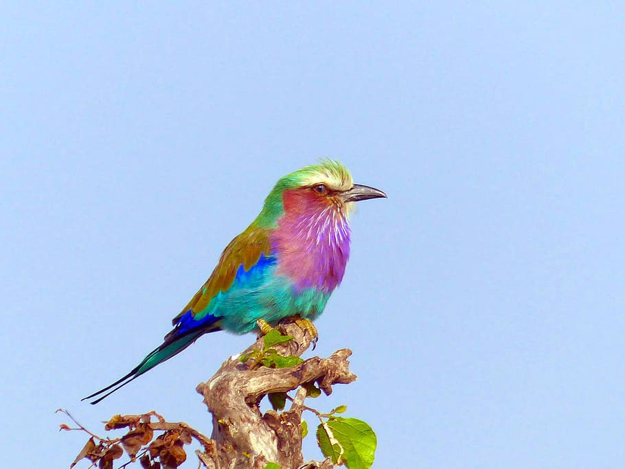 multicolored bird on tree branch, lilac breasted roller, birds