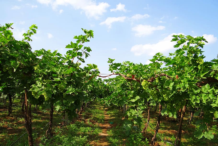 Vineyard, Grape Vine, farming, grapes, agriculture, karnataka HD wallpaper