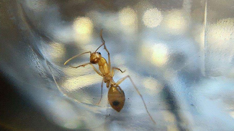 ant, macro, glass, foil, nature, insect, animal, worker, small HD wallpaper