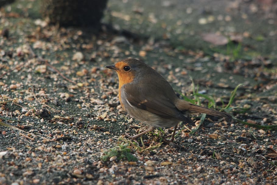 Robin, Bird, Eye, Small, Color, nature, animal, wildlife, beak HD wallpaper