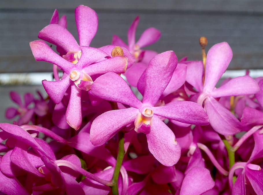 orchid, flower, bright, violet, flora, growth, decoration, bud HD wallpaper