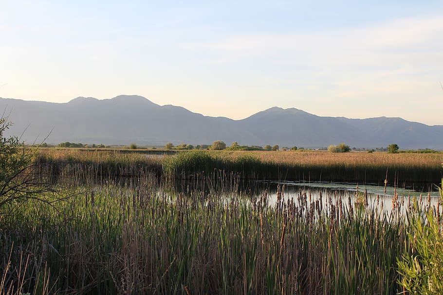 mountains, cache valley, marsh, scenics - nature, plant, beauty in nature