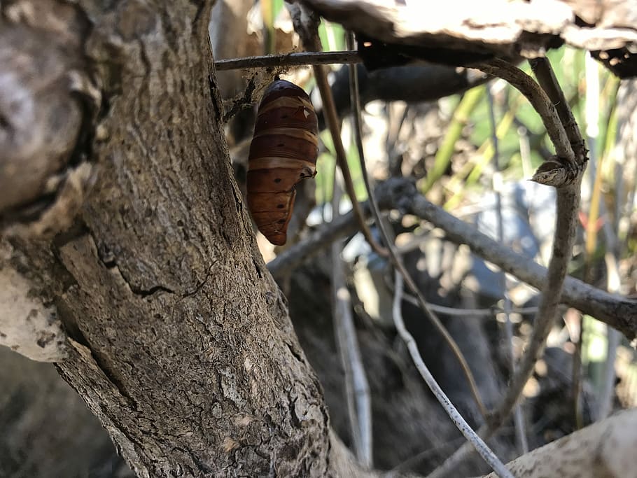 Cocoon, Butterfly, Insect, nat, transformation, caterpillar HD wallpaper