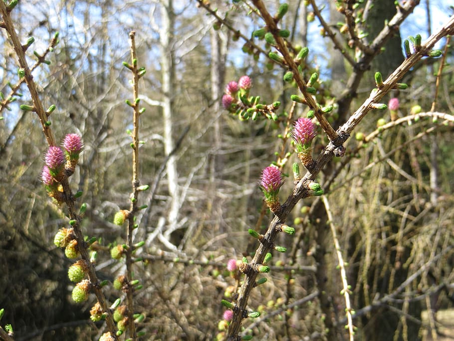 larch, tree, cone, plant, flower, flowering plant, growth, fragility HD wallpaper