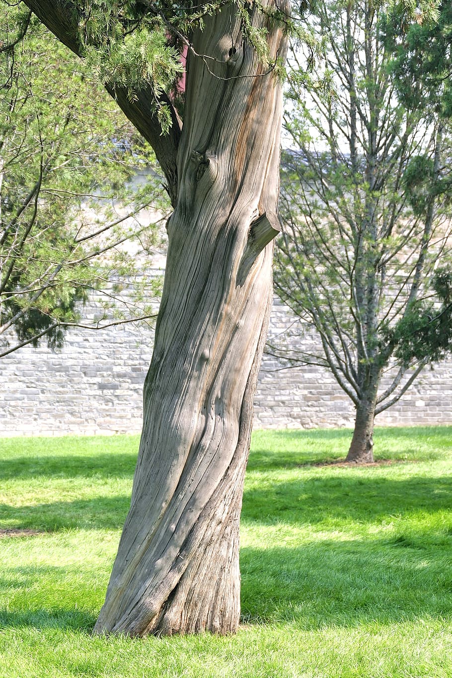 tree, branches, aesthetic, plant, trunk, tree trunk, grass HD wallpaper