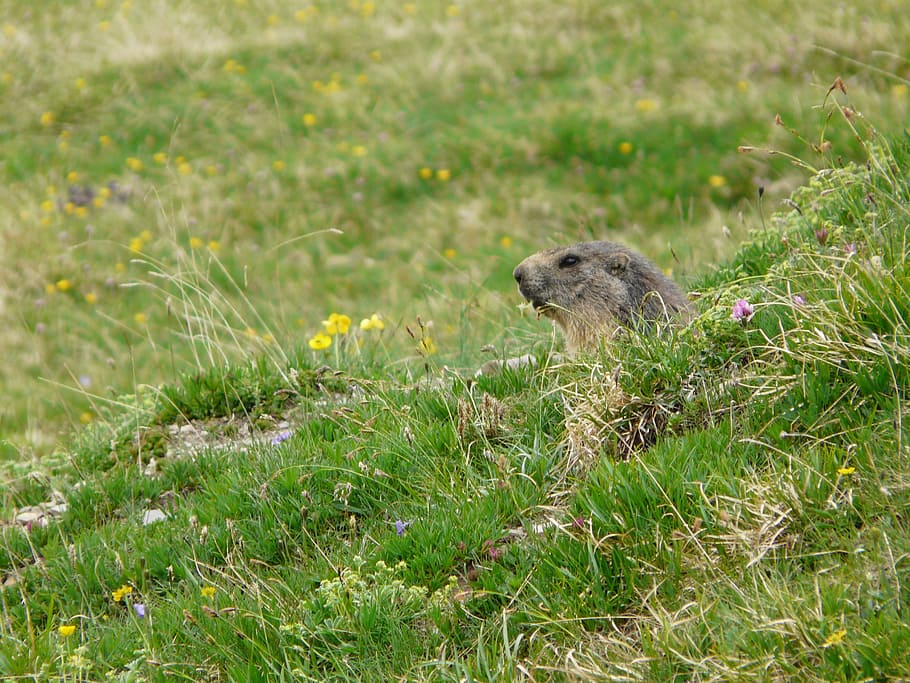 wild, mountain, marmot, rodent, grass, animal, mammal, nature HD wallpaper