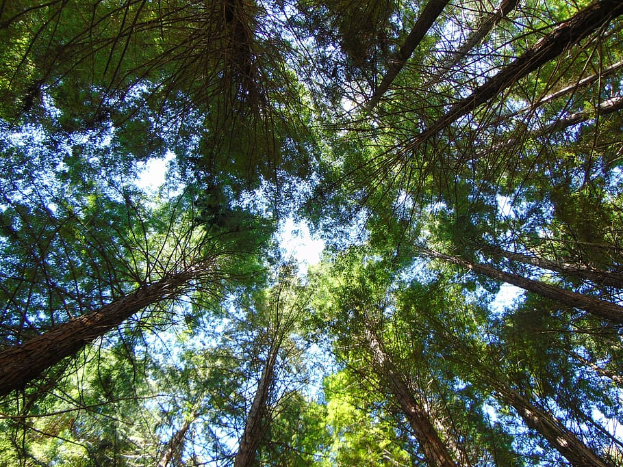 trees, sky, redwoods, forest, outdoor, season, summer, sunny HD wallpaper