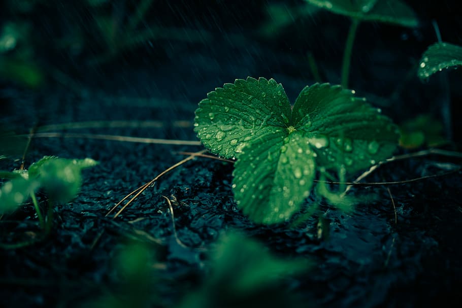 green leafed plant with waters, macro photography of green leaf filled with droplets