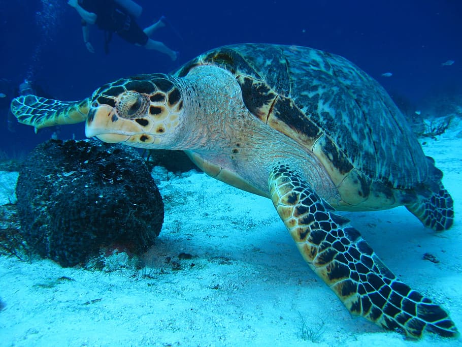 white and black turtle on body of water, brown tortoise, underwater HD wallpaper