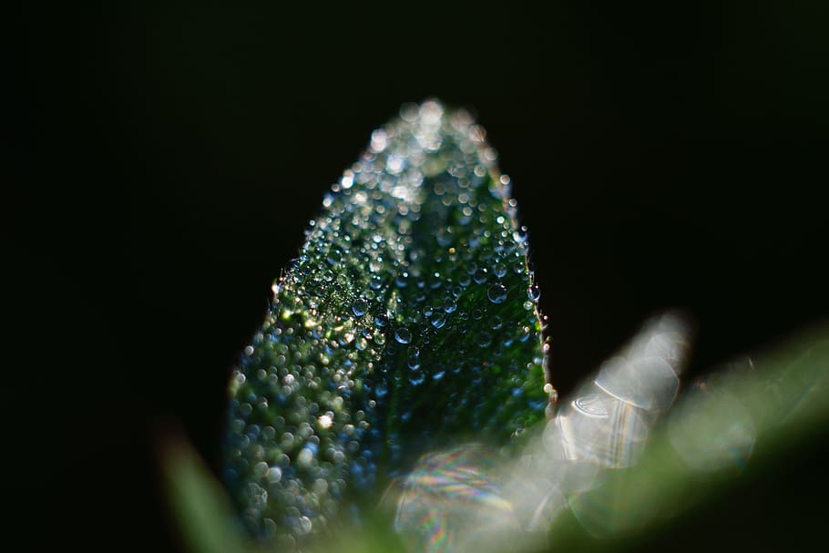 shallow focus photography of leaf with water droplets, close up photography of green leaf with water dew HD wallpaper
