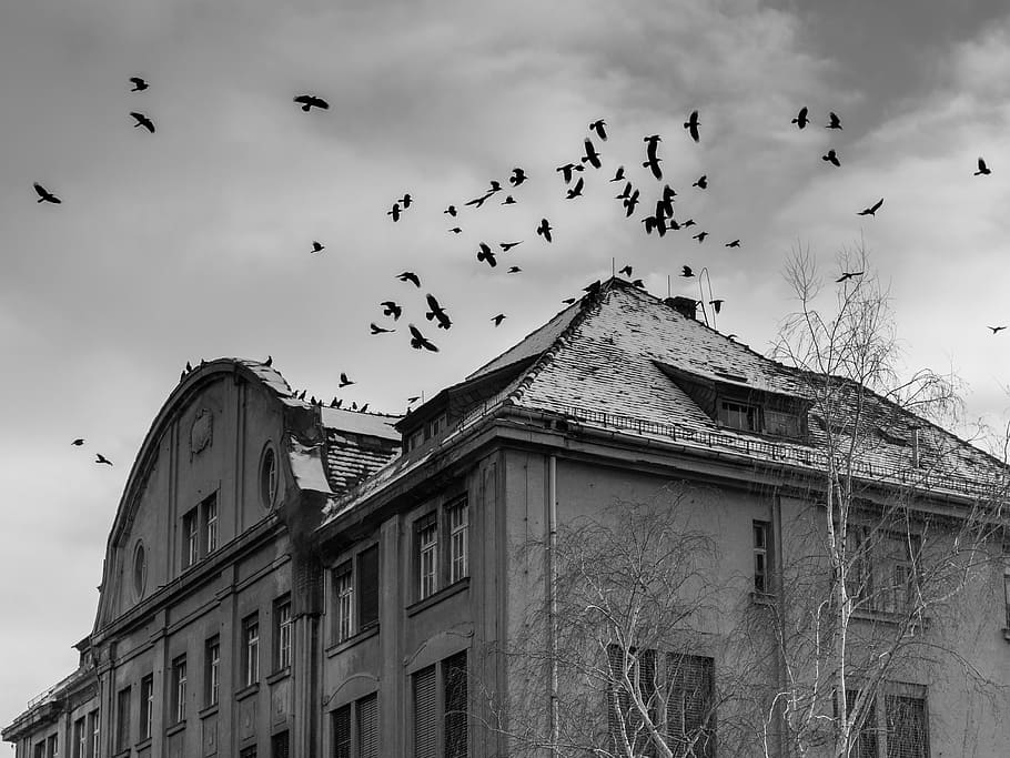 grayscale photo of building, home, creepy, mood, birds, horror