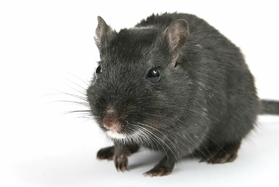 gray rat, animal, attractive, beautiful, black, boy, brown, close, HD wallpaper
