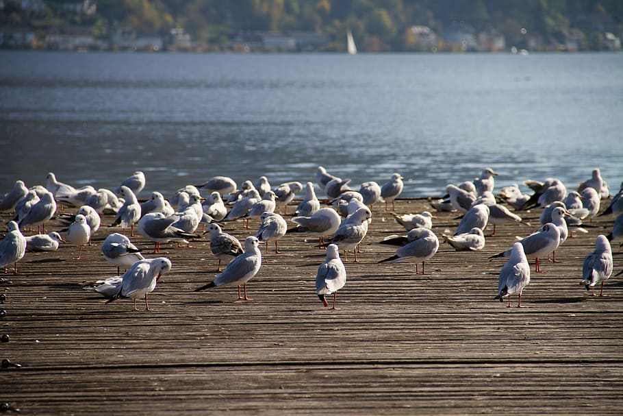 flock of gray birds near body of water, seagull, web, water bird HD wallpaper