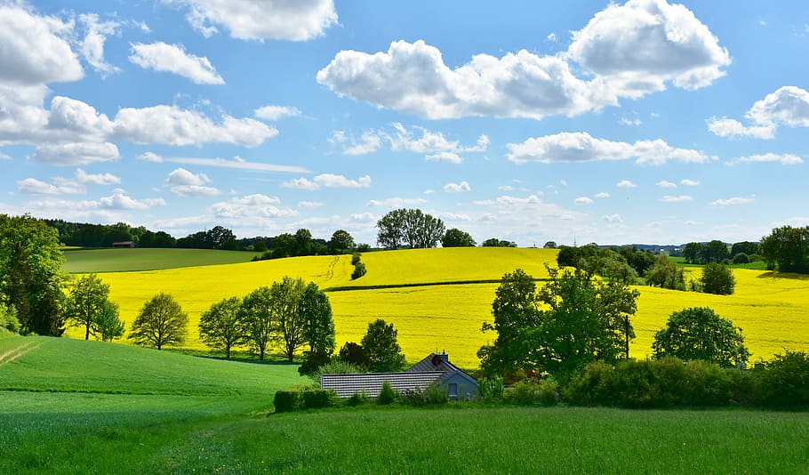 landscape photo of green grass field, nature, oilseed rape, agriculture