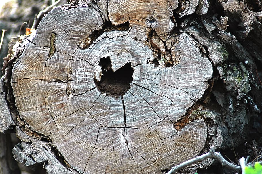 Trunk, Rings, Defeated, Disease, tree trunk, tree stump, tree ring HD wallpaper