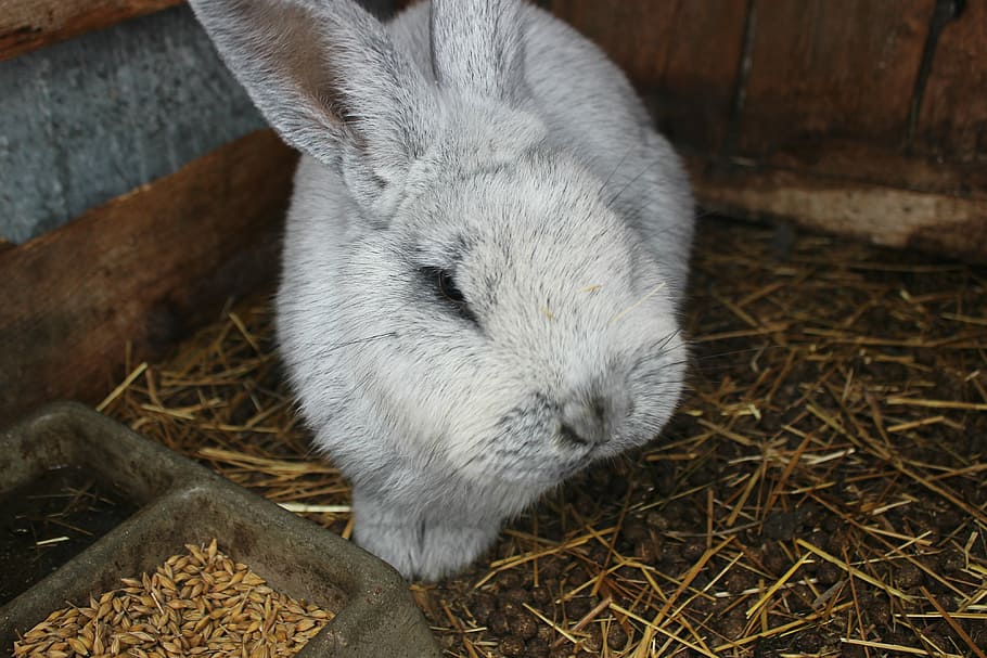 rabbit, ears, gray, animal themes, mammal, one animal, vertebrate HD wallpaper