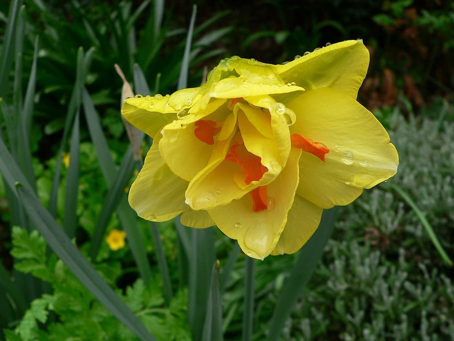 Raindrops, Daffodil, Yellow, Flower, yellow flower, after the rain HD wallpaper