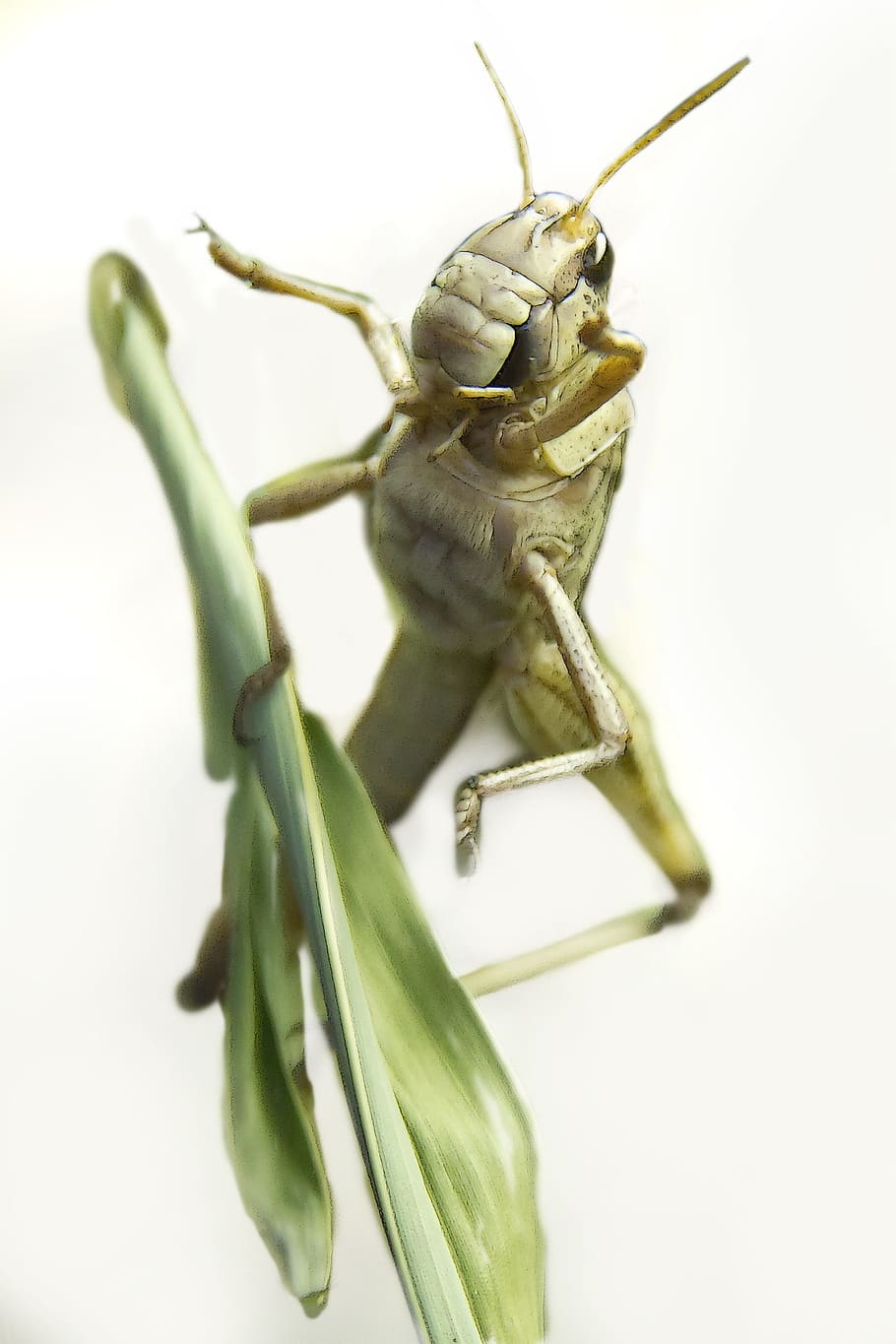 Grasshopper, Grille, Insect, Nature, animal, macro, meadow HD wallpaper