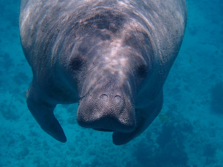 Barbara, underwater photography of manatee, sea cow, marine mammal, HD wallpaper