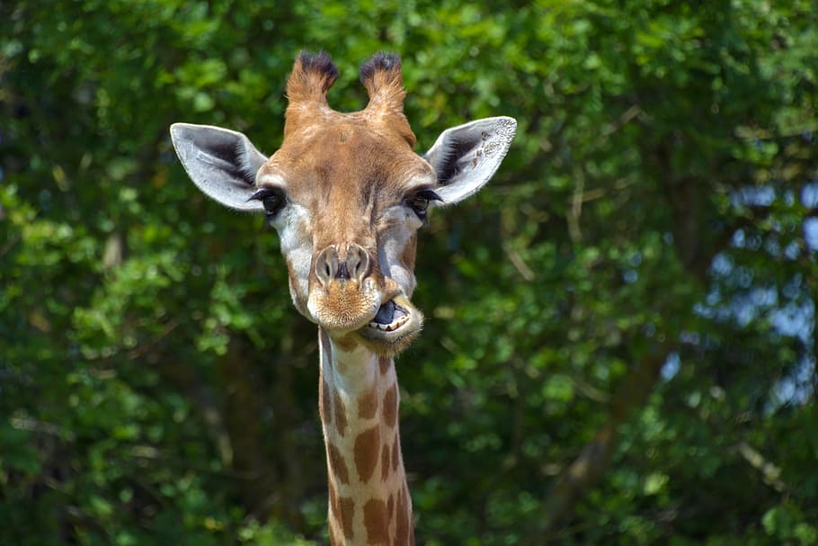brown giraffe at daytime, head, portrait, green, animal themes HD wallpaper