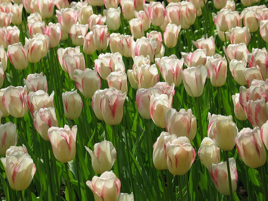 Tulip, White, Pink, Flora, Flower, spring, nature, netherlands HD wallpaper
