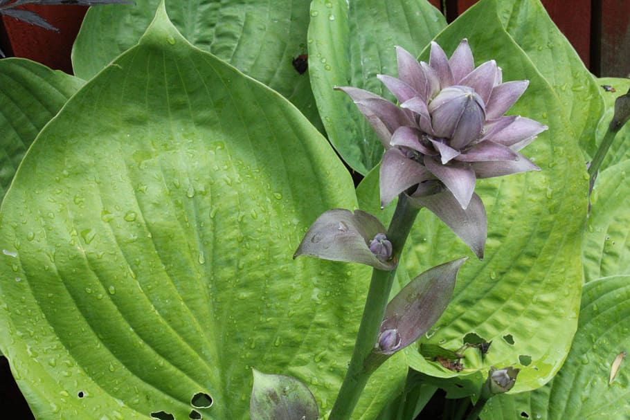Plantain Lily, Hosta, Leaf, green, leaves, ribbed, woodland HD wallpaper