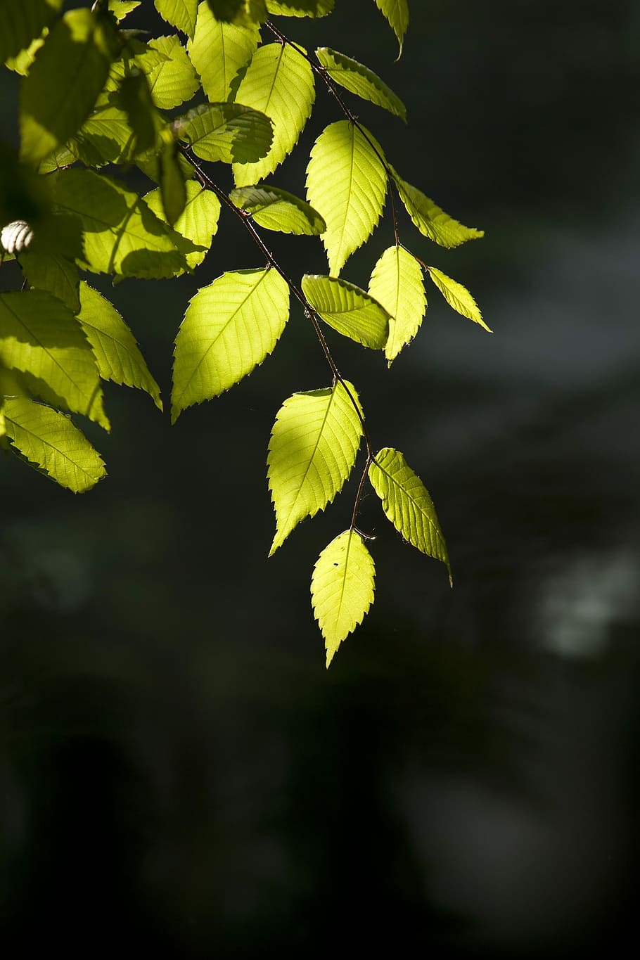 Nature, Wood, Backlight, Forest, the leaves, spring, wipes HD wallpaper