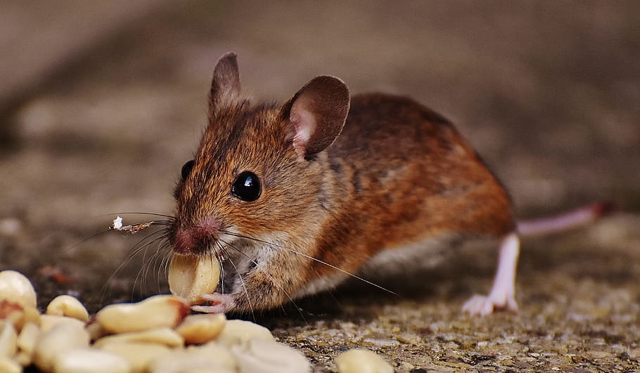 rodent eating nuts, mouse, cute, mammal, nager, nature, animal, HD wallpaper