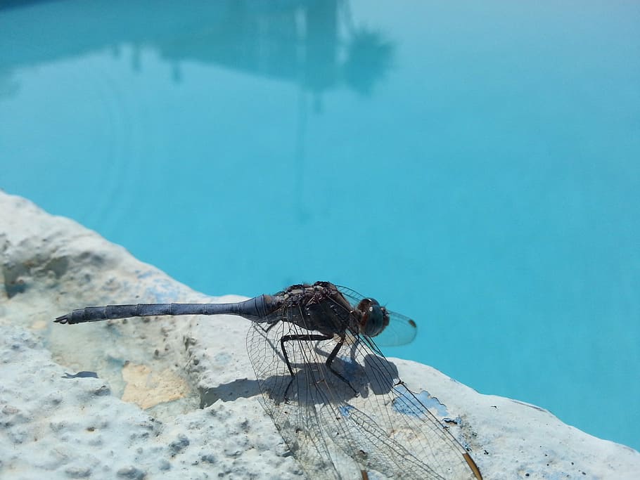 insect, pool, dragonfly, nature, animal, wildlife, outdoors HD wallpaper