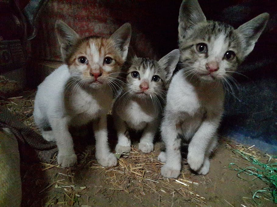 three silver tabby kittens on brown soil, cats, felines, sitting HD wallpaper