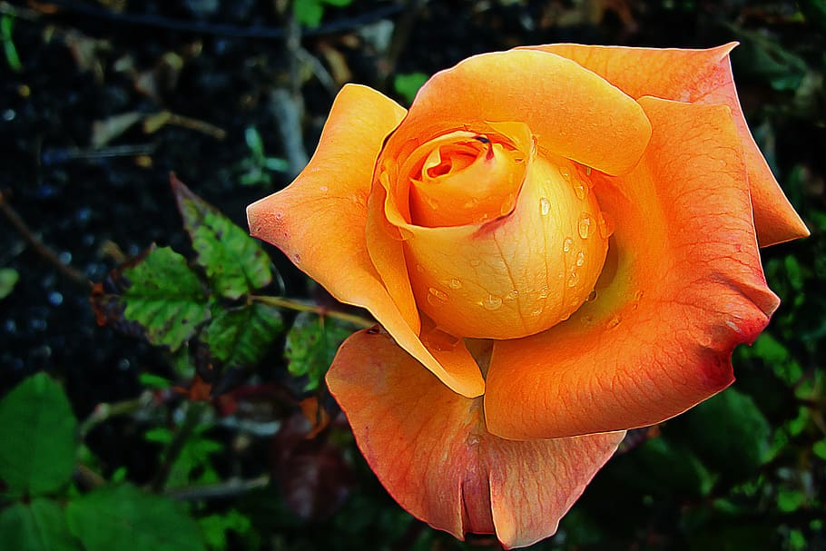 close up photography of orange rose flower, rosa, nature, flowering plant HD wallpaper