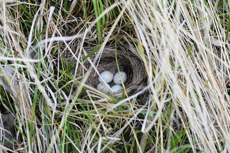 junco, nest, eggs, bird, plant, animal nest, young animal, no people HD wallpaper