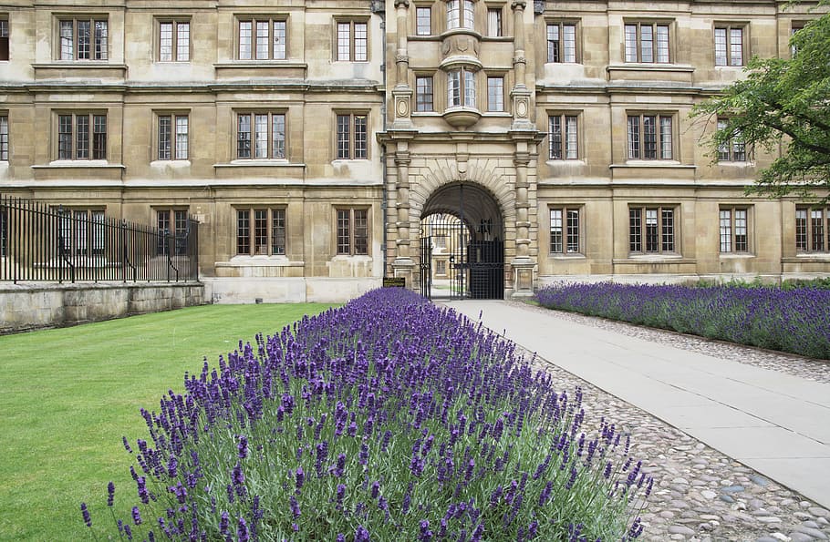 Clare College, Cambridge, Lavender, old building, purple, flower, HD wallpaper