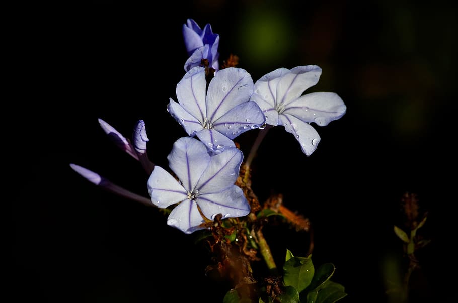 Blue, Flowers, Nature, Spring, water drops, petal, flower head HD wallpaper