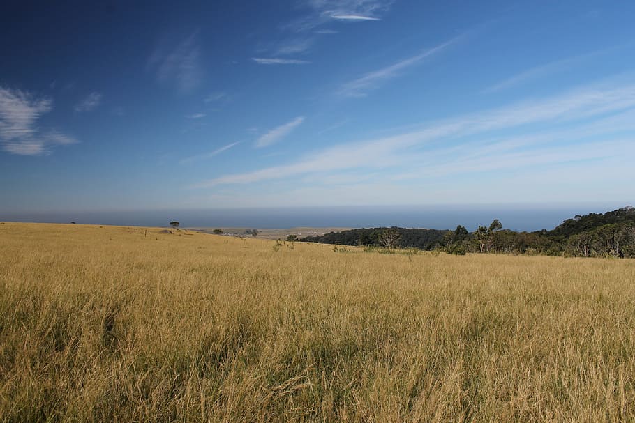 Grasslands, Grasses, Meadows, Plants, growing, wild, blue, sky HD wallpaper