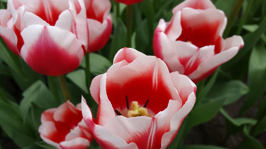 flower, tulips, nature, spring, flowers, bloom, plant, flowering plant HD wallpaper